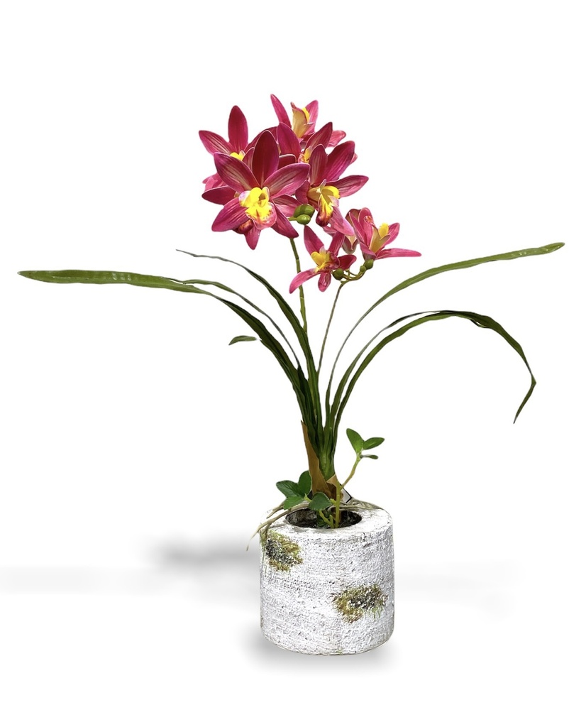 Parisi Artificial Orchid