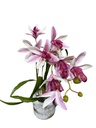 Parisi Artificial Orchid