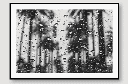 AKIRA WALL ART
