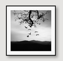 RAIO WALL ART