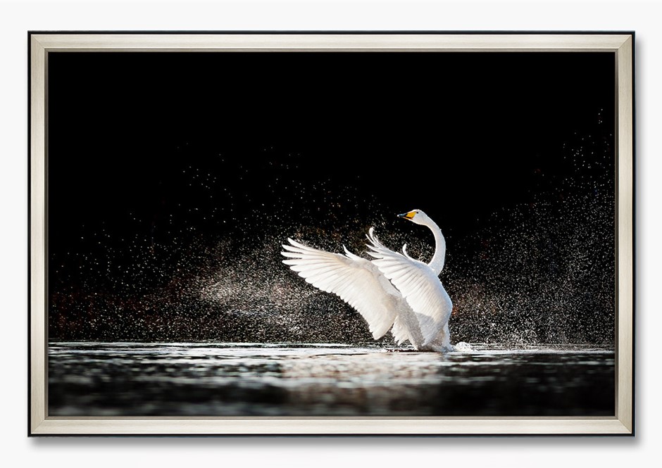 MUTE SWAN WALL ART