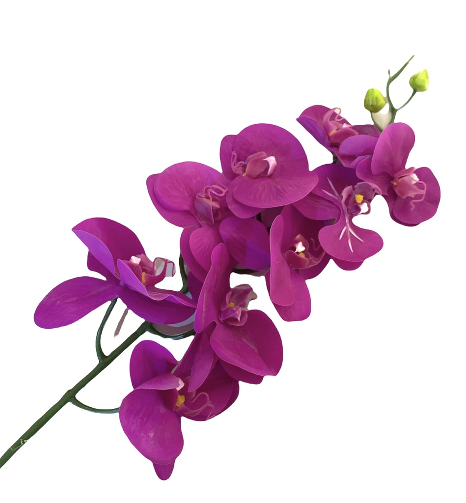 DIONE ORCHID FLOWER