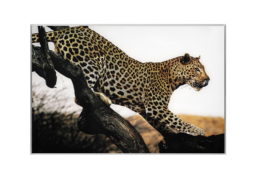 [X0010100464] LEOPARD WALL ART 